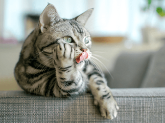 chat tire la langue